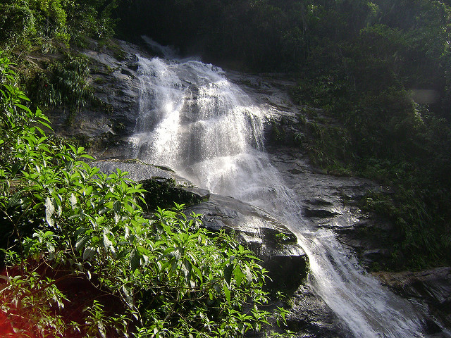 Tijuca Forest